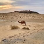 Cammello nel paesaggio desertico dell'Uzbekistan lungo l'itinerario Carovana nel Deserto