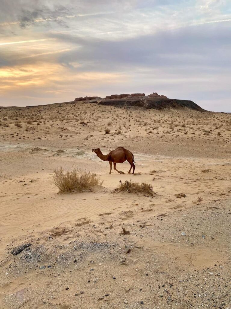 Cammello nel paesaggio desertico dell'Uzbekistan lungo l'itinerario Carovana nel Deserto